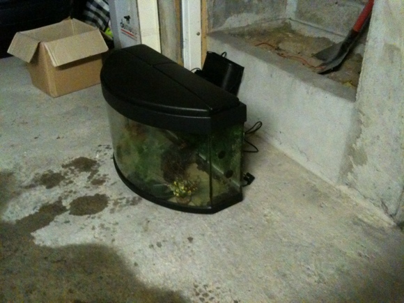 Que faire de mon aquarium 120L ? Bombe2